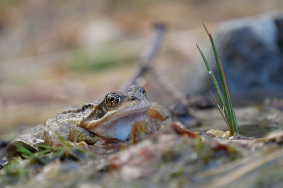 Nahaufnahme von Frosch mit leuchtend roten Augen. Nahaufnahme von Frosch mit leuchtend roten Augen.