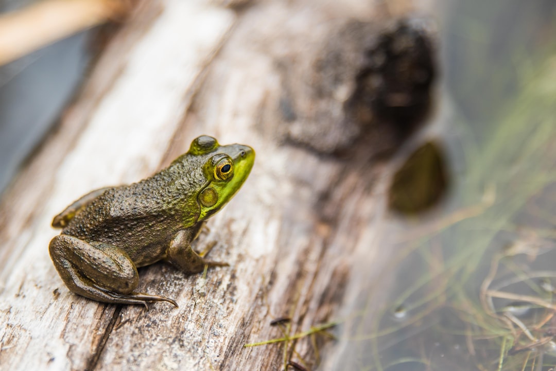 Grüner Frosch sitzt auf einem Seerosenblatt. Grüner Frosch sitzt auf einem Seerosenblatt.